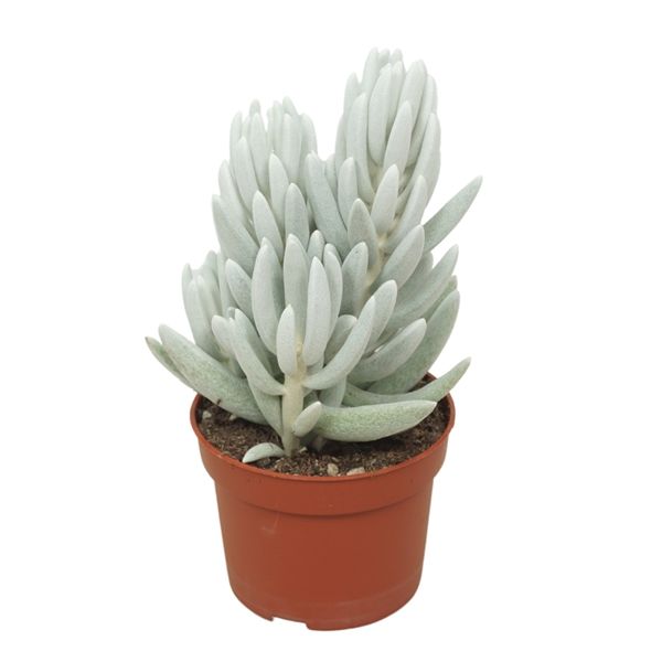 SENECIO MONT BLANC