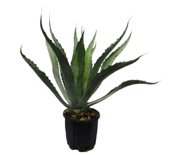AGAVE AMERICANA