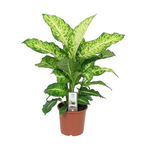 DIEFFENBACHIA MARS