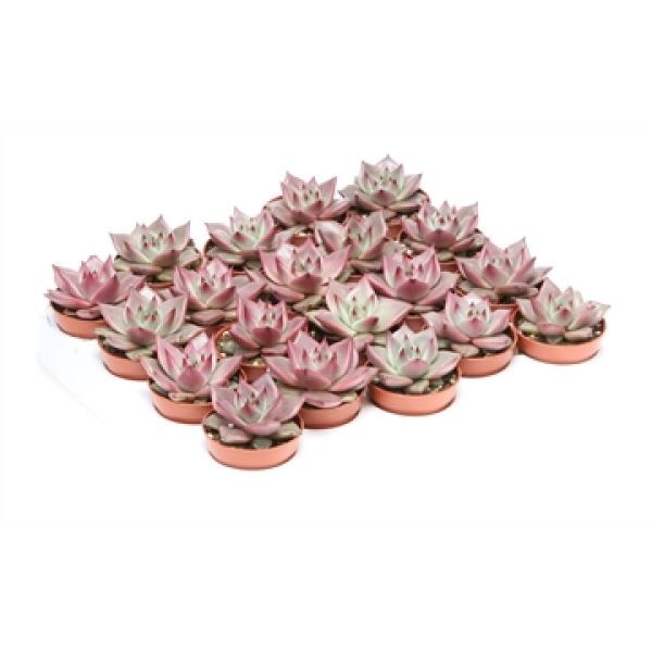 ECHEVERIA TAURUS
