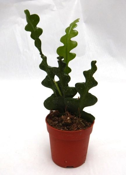 EPIPHYLLUM ANGULLIGER