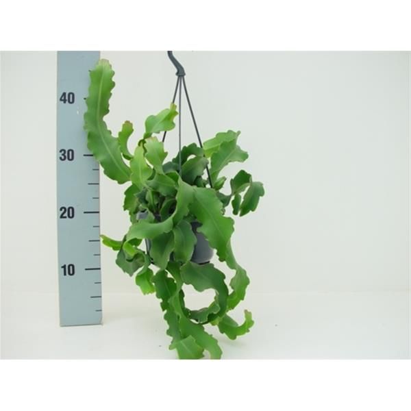 EPIPHYLLUM GUATEMALENSE
