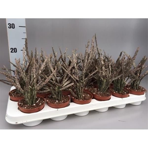 EUPHORBIA PLATYCLADA