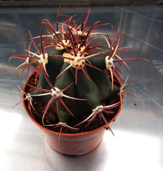 FEROCACTUS EMORYI COVILEI