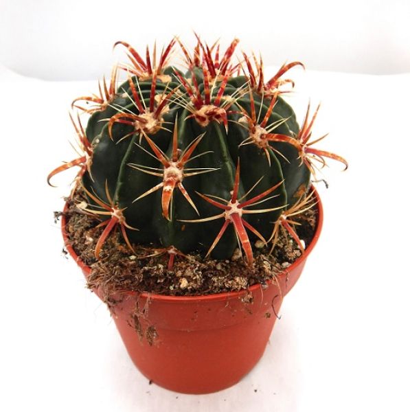 FEROCACTUS LATISPINUS
