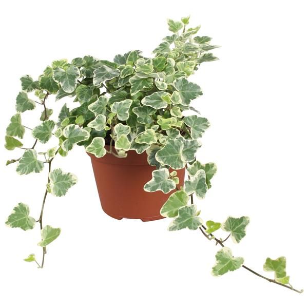 HEDERA HELIX WHITE WONDER