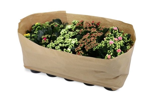 KALANCHOE CALANDIVA