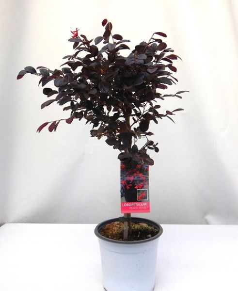 LOROPETALUM BLACK PEAL