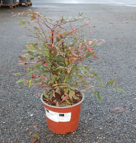 NANDINA DOMESTICA TOUFFE