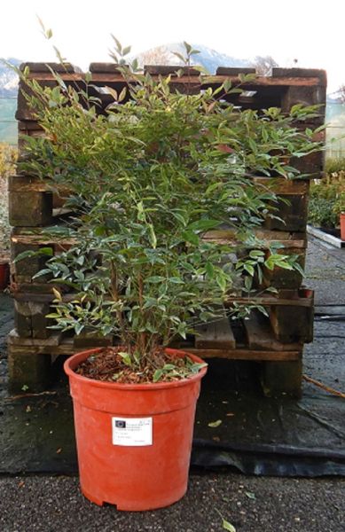 NANDINA DOMESTICA TOUFFE