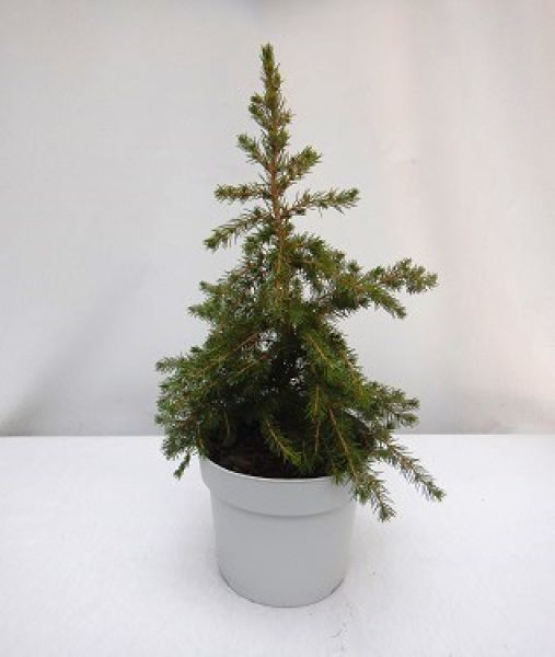 PICEA GLAUCA LITTLE NORDIC