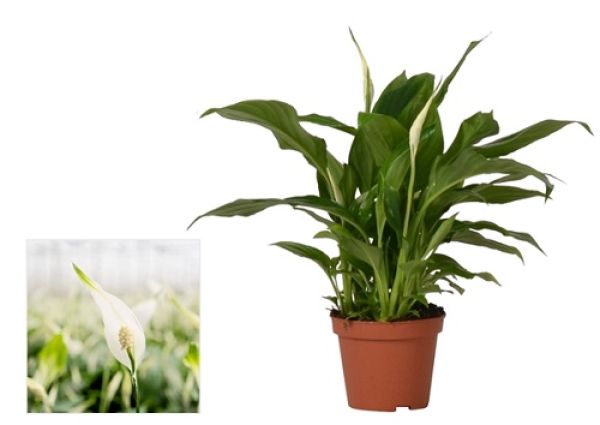 SPATHIPHYLLUM CHOPIN