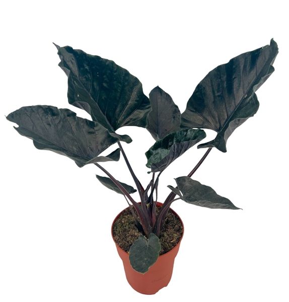 ALOCASIA ANTORO VELVET-S