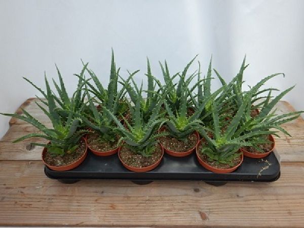 ALOE ARBORESCENS