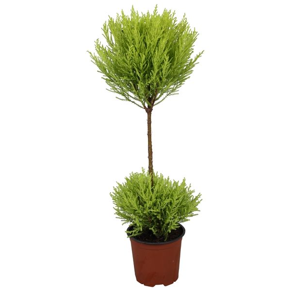 CUPRESSUS GOLDCREST DUO-BOL