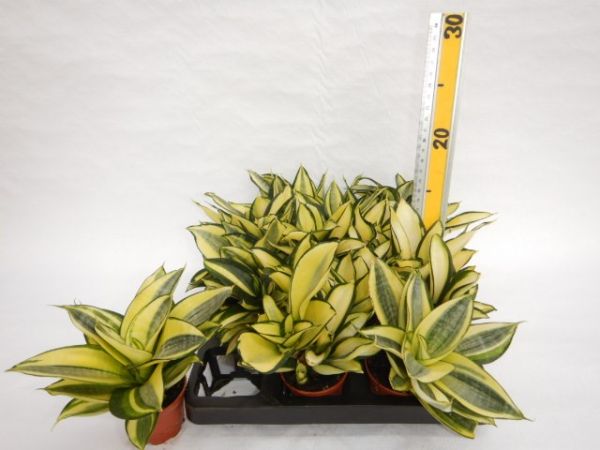 SANSEVERIA TRIFAS. GOLDEN HAHNII