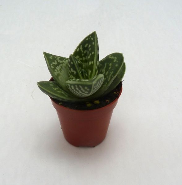 ALOE VARIEGATA