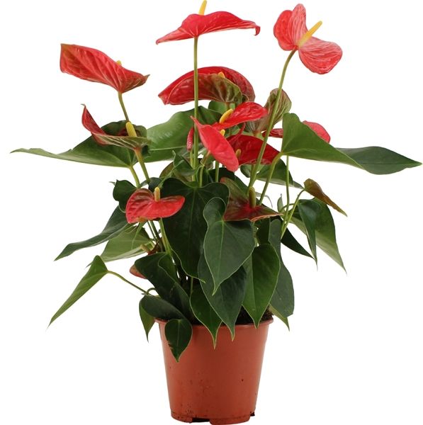 ANTHURIUM CASPARO RED