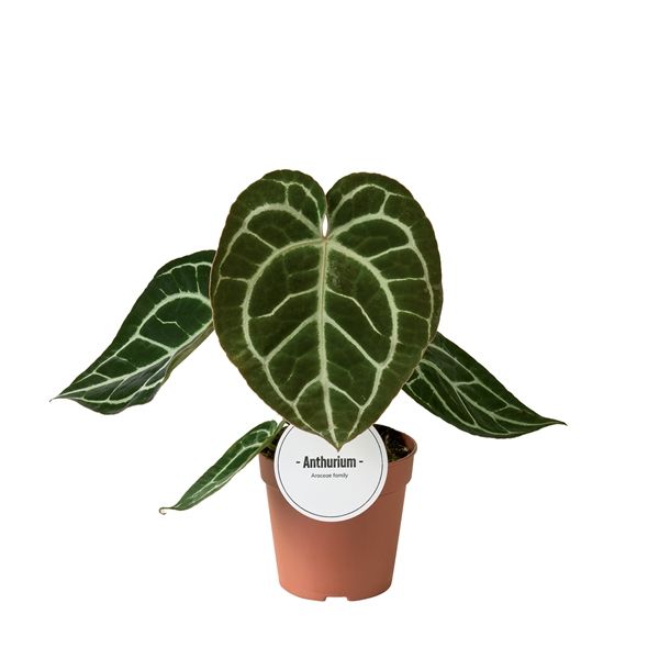 ANTHURIUM CRYSTALLINUM-S