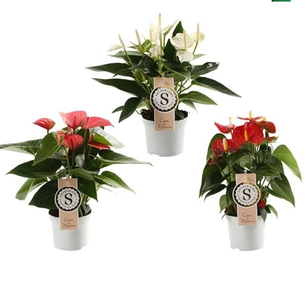 ANTHURIUM MIX