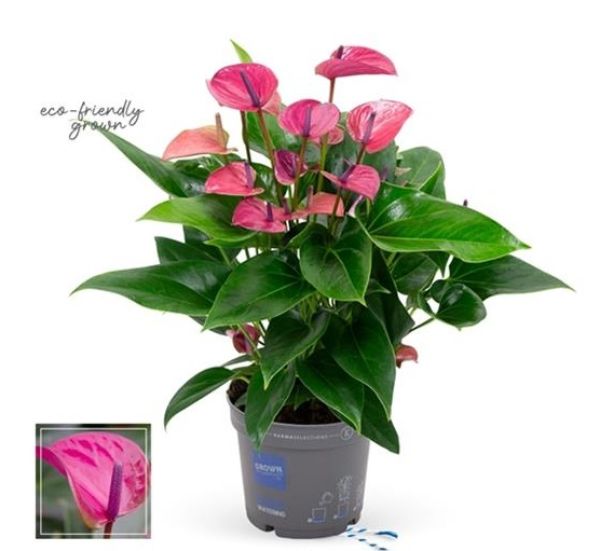 ANTHURIUM PURPLE