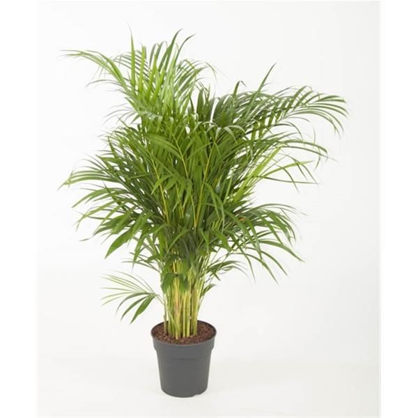 ARECA LUTESCENS