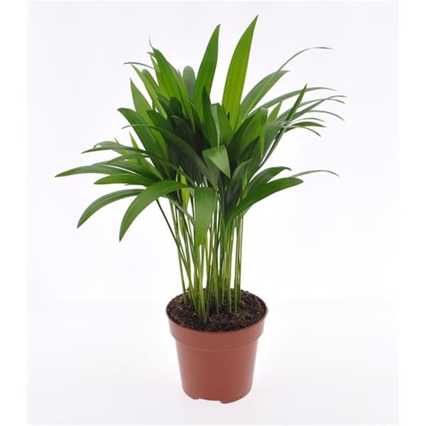 ARECA LUTESCENS