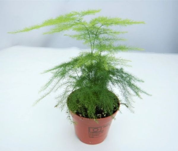 ASPARAGUS PLUMOSUS
