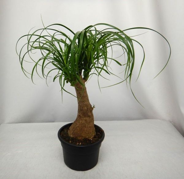 BEAUCARNEA NOLINA