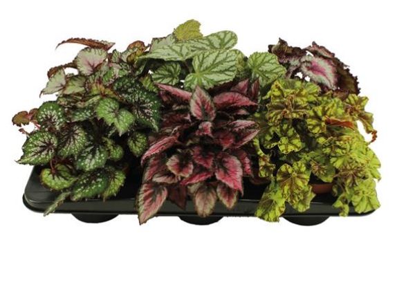 BEGONIA REX MIX
