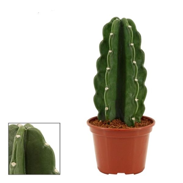 CEREUS JAMACARU-S
