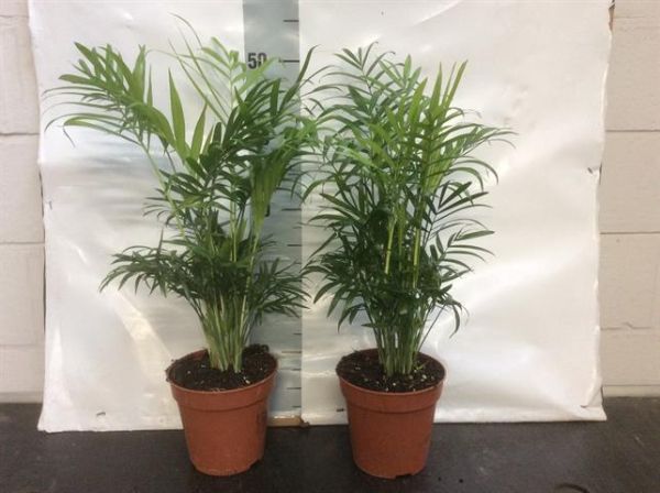 CHAMAEDOREA ELEGANS