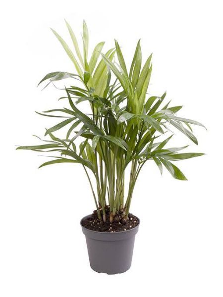 CHAMAEDOREA ELEGANS
