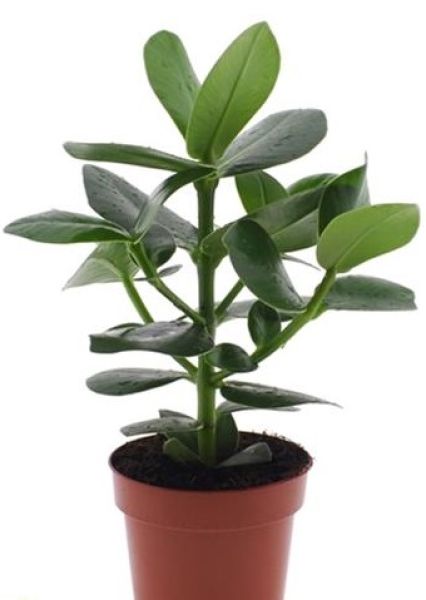 CLUSIA ROSEA