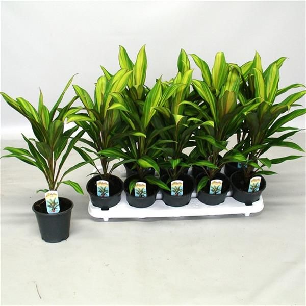 CORDYLINE KIWI