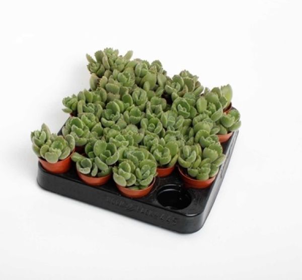 COTYLEDON LADYSMITHIENSIS
