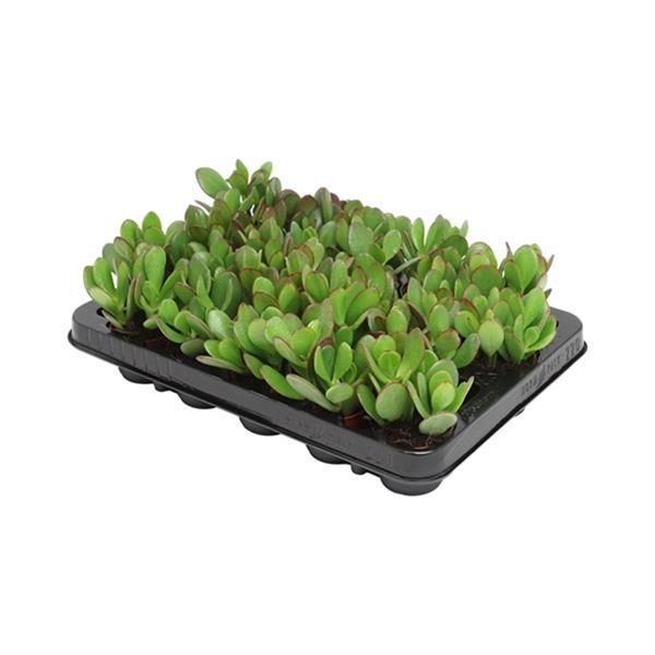 CRASSULA OVATA