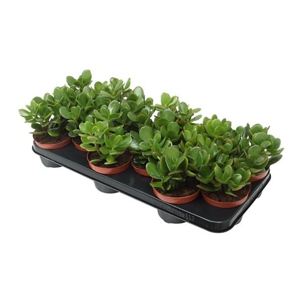 CRASSULA OVATA