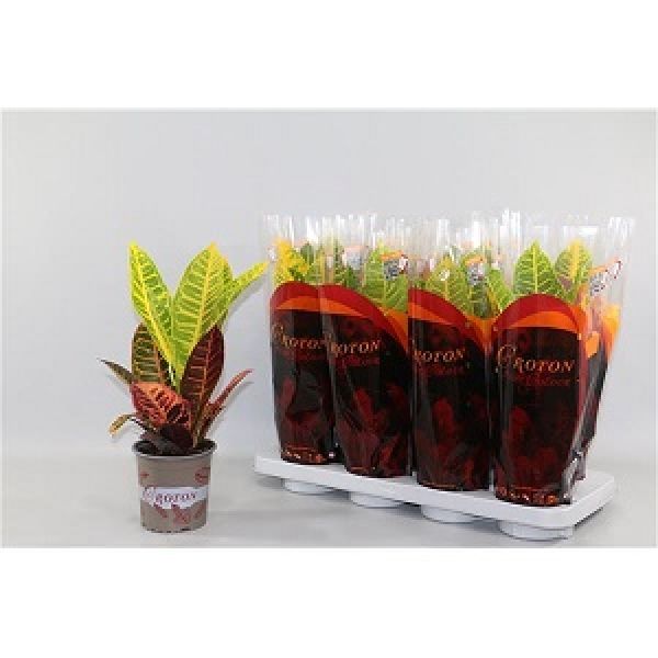 CODIAEUM PETRA