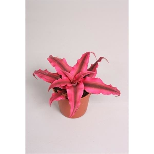 CRYPTANTHUS RUBIN STAR