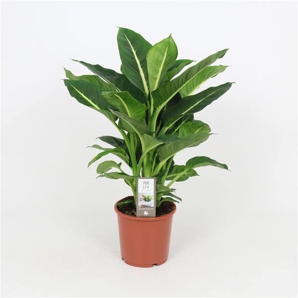 DIEFFENBACHIA GREEN MAGIC