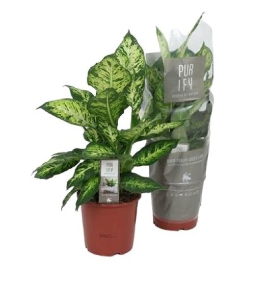 DIEFFENBACHIA SUBLIME