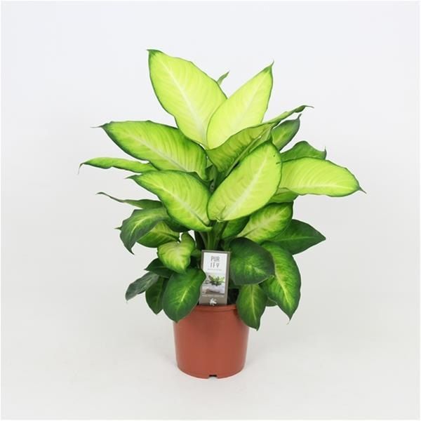 DIEFFENBACHIA SUMMER STYLE