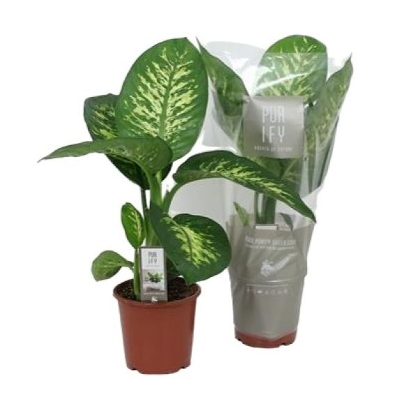 DIEFFENBACHIA TROPIC SNOW