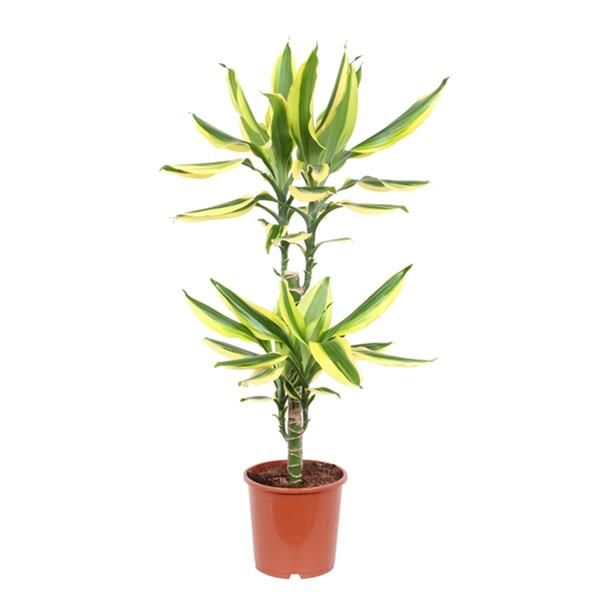 DRACAENA FRAGRANS GOLDEN KING