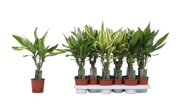 DRACAENA FRAGRANS MIX