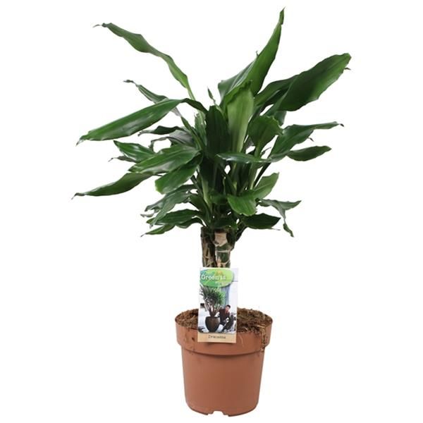 DRACAENA FRAGRANS STEUDNERI