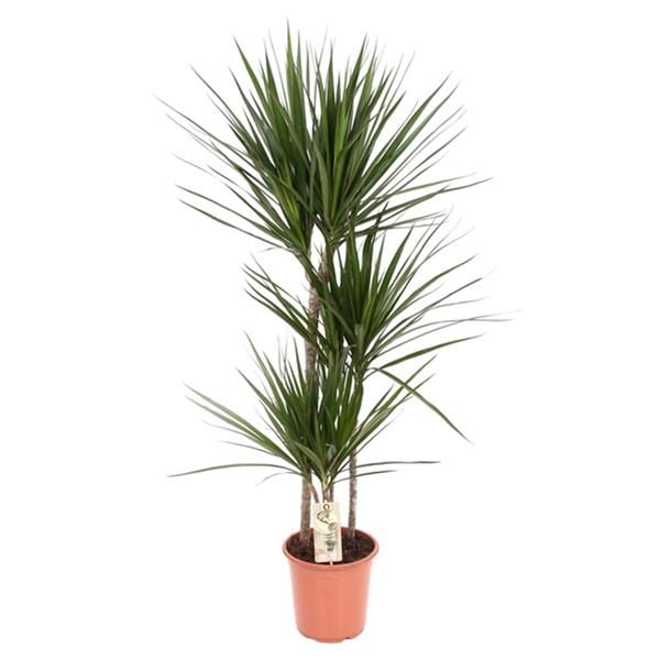DRACAENA MARGINATA