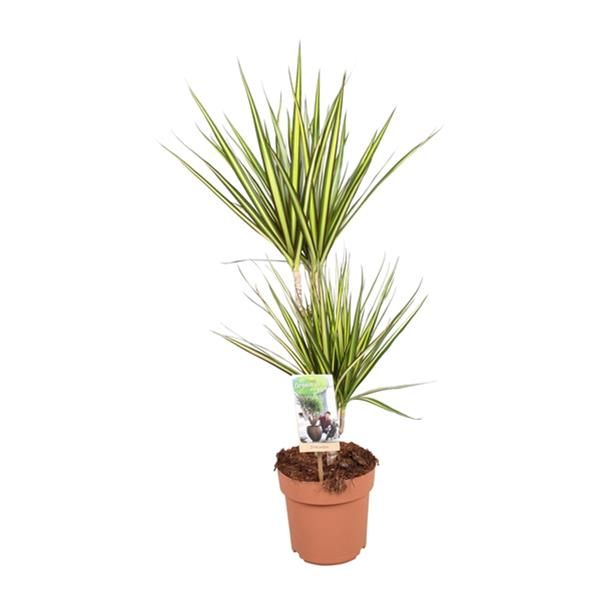 DRACAENA MARGINATA SUNRAY