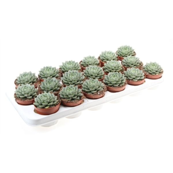 ECHEVERIA FABIOLA